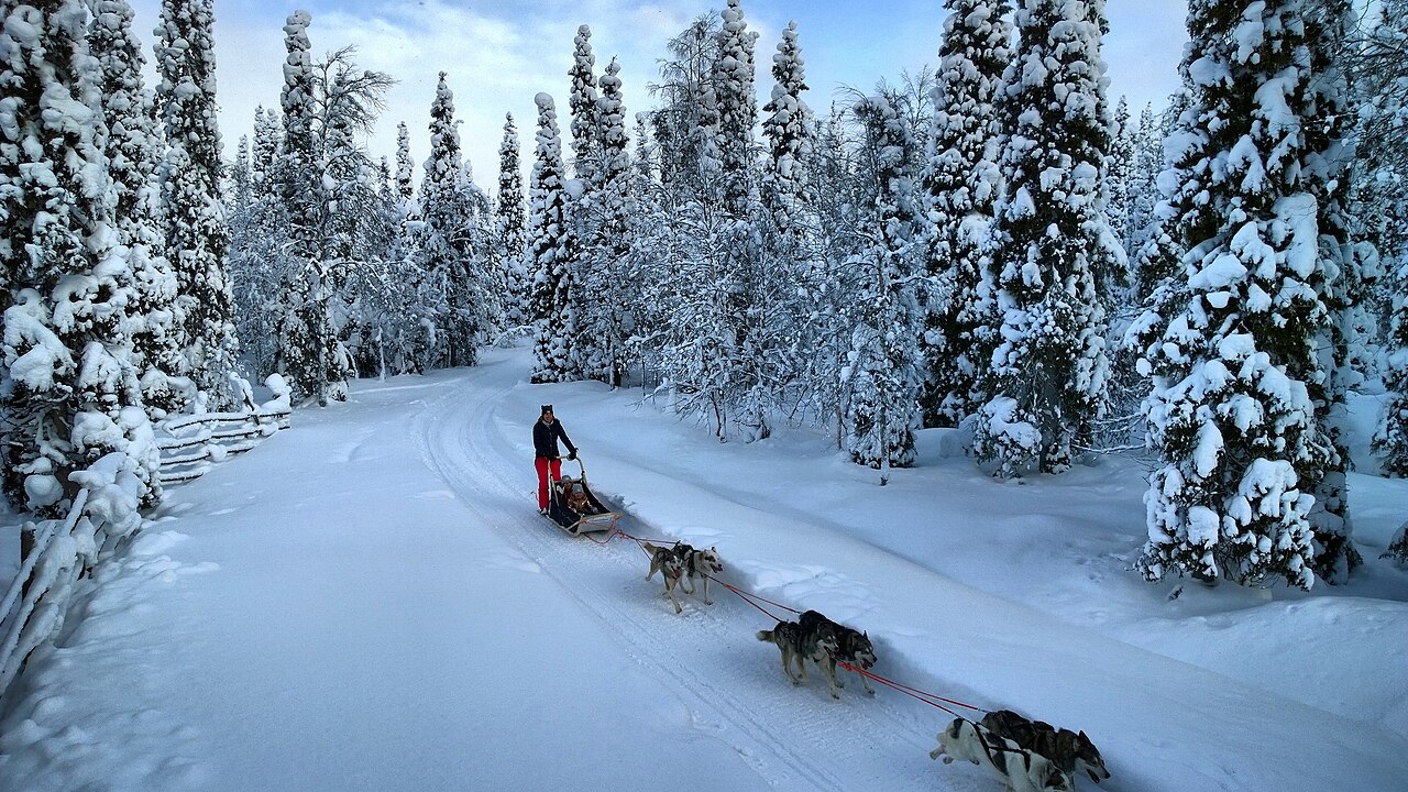 芬兰家庭与犬队雪橇